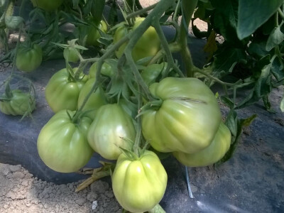 benjamin-crljenkovic-14