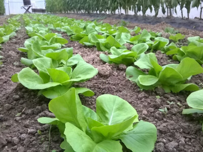 benjamin-crljenkovic-7