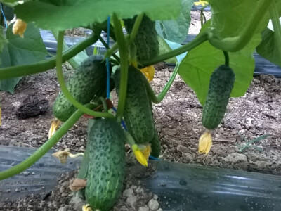 benjamin-crljenkovic-12