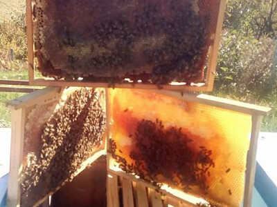 pcelarska-kuca-fazlic5