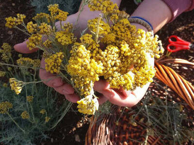 Porodica Vidović - tradicionalni proizvodi