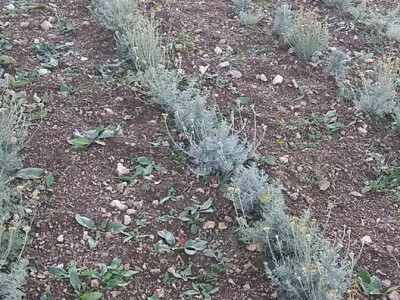 Porodica Vidović - tradicionalni proizvodi