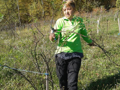 Pekmez od šipka sa plantaže Duške Šurlan