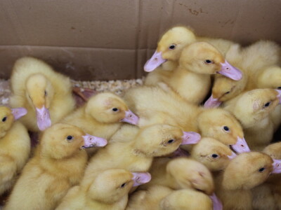 23. Proljetni međunarodni bjelovarski sajam 2022.