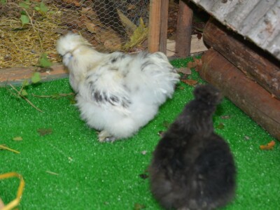 Izložba sitnih životinja u Prijedoru