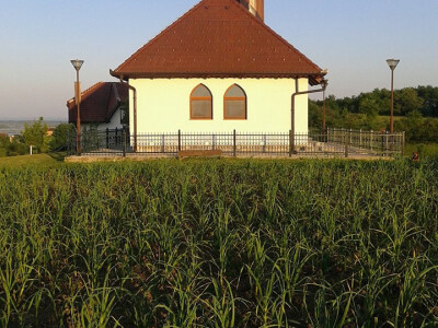 ajdin-mesic-bijeli-luk7 ajdin-mesic-bijeli-luk7