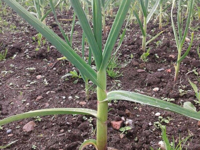 ajdin-mesic-bijeli-luk4 ajdin-mesic-bijeli-luk4