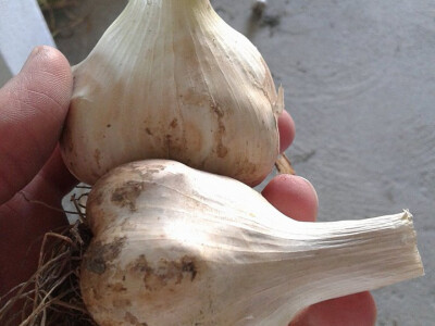 ajdin-mesic-bijeli-luk ajdin-mesic-bijeli-luk