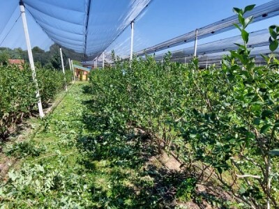 Ljetnja rezidba  borovnica