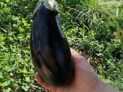 BIOS-PLASTENICI