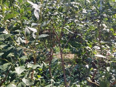 Ljetnja rezidba  borovnica