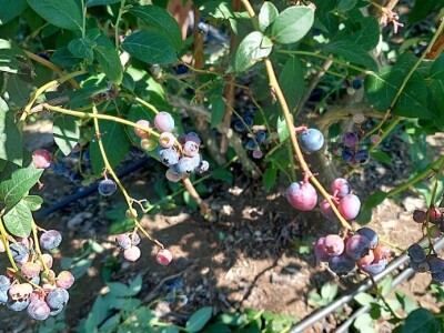 Ljetnja rezidba  borovnica