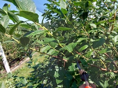 Ljetnja rezidba  borovnica