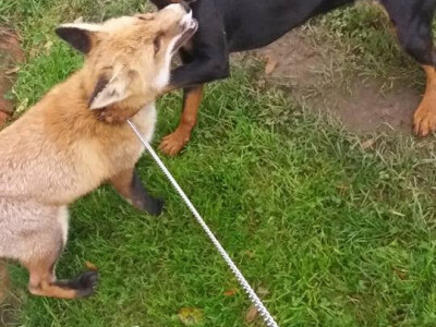 Teo i Besa u igri Teo i Besa u igri