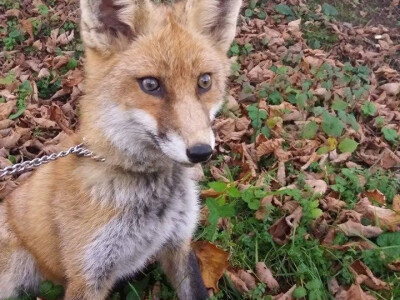 Teo - mladi mužjak crvene lisice Teo - mladi mužjak crvene lisice
