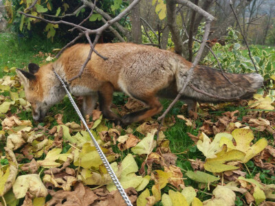 Lijać istražuje Lijać istražuje