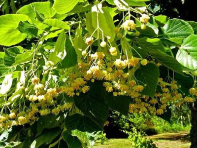 Lipa sa imanja  (detalj)