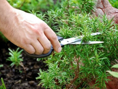 Ljekovito bilje s OPG-a Pulić