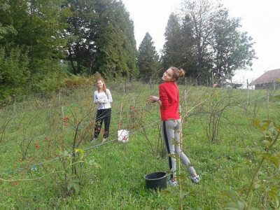 Pekmez od šipka sa plantaže Duške Šurlan