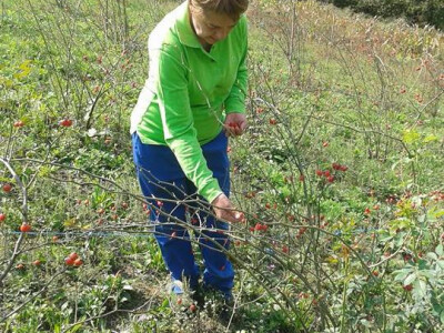 Pekmez od šipka sa plantaže Duške Šurlan