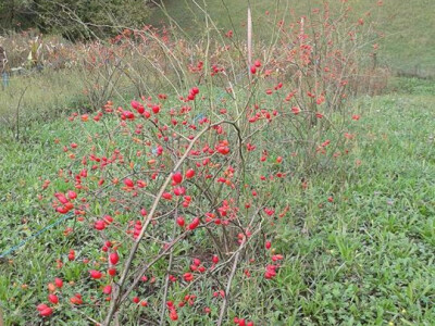 Pekmez od šipka sa plantaže Duške Šurlan