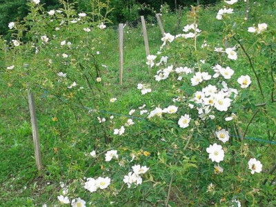 Pekmez od šipka sa plantaže Duške Šurlan