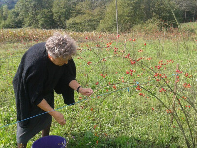 Pekmez od šipka sa plantaže Duške Šurlan