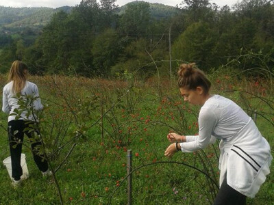 Pekmez od šipka sa plantaže Duške Šurlan