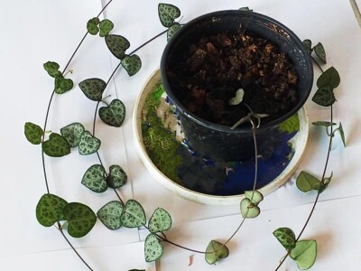 Cvjećarstvo Dragana Jovanić