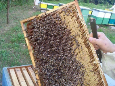 pcelarska-kuca-fazlic12