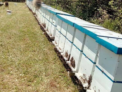 pcelarska-kuca-fazlic9