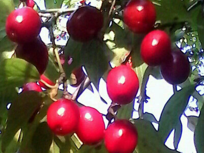 Mirjana Pećanac iz Drvara i njeni proizvodi