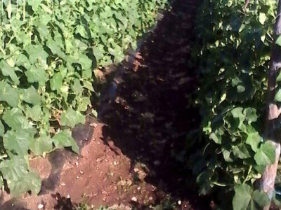 Uzgaja krastavce kornišone