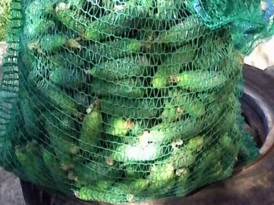 Krastavci kornišoni