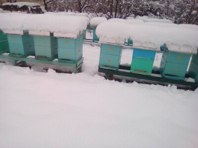 pcelarstvo-didik-zima