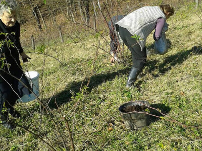 Pekmez od šipka sa plantaže Duške Šurlan