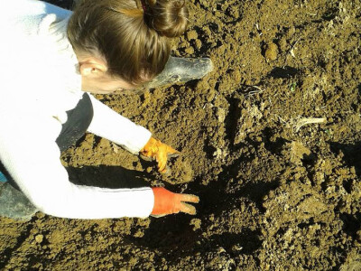 Pekmez od šipka sa plantaže Duške Šurlan