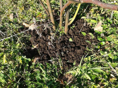 Pekmez od šipka sa plantaže Duške Šurlan