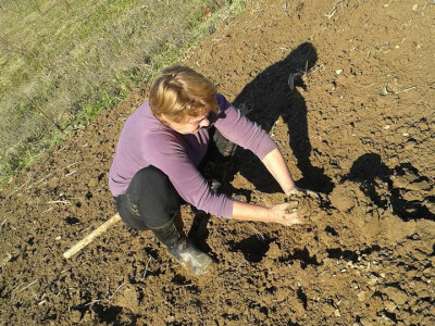 Pekmez od šipka sa plantaže Duške Šurlan