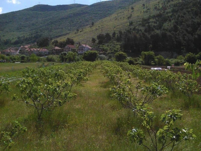 Plantaža smokava