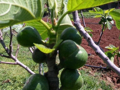 Božo Vlačić - uzgajivač smokve