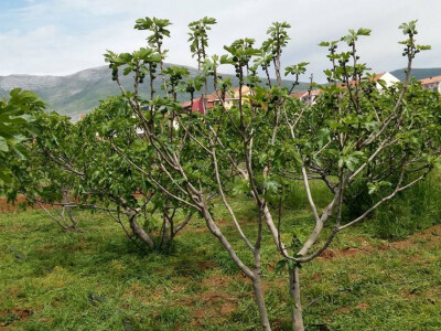 Božo Vlačić - uzgajivač smokve