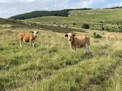 Tešija … ne objaviti još