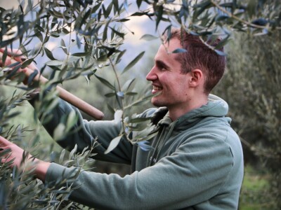 BERBA MASLINA U HERCEGOVINI