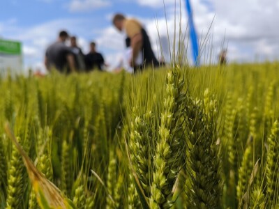 26. Dan polja pivarskog ječma tvrtke Axereal