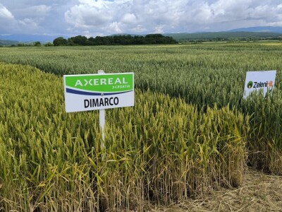 26. Dan polja pivarskog ječma tvrtke Axereal