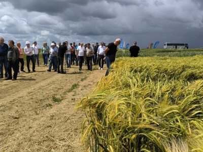 26. Dan polja pivarskog ječma tvrtke Axereal