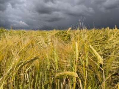 26. Dan polja pivarskog ječma tvrtke Axereal