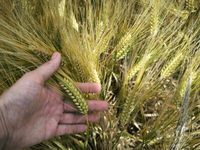 26. Dan polja pivarskog ječma tvrtke Axereal