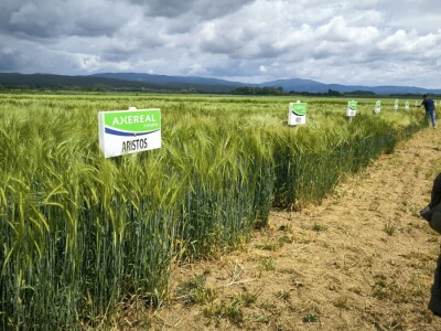 26. Dan polja pivarskog ječma tvrtke Axereal